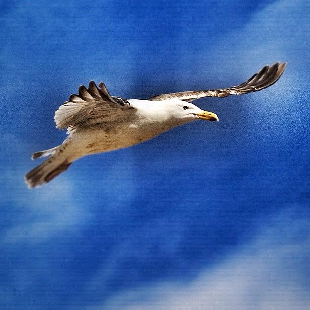 Seagull Photograph - #england #southport #seagull #bird by Shelley Walsh