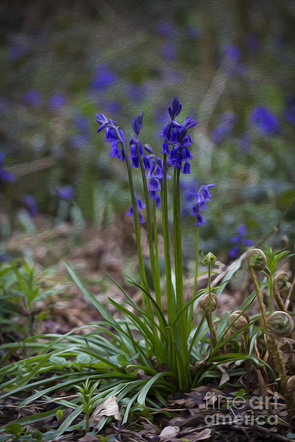 English Bluebells. Photograph by Clare Bambers