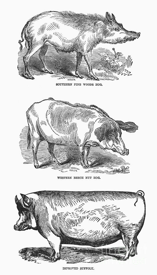 English Breeds Of Pigs Photograph by Granger