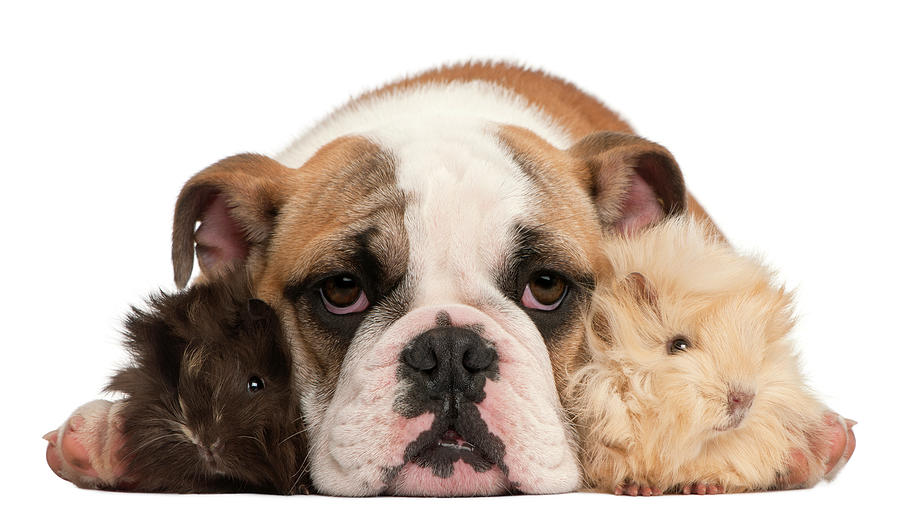 English Bulldog And Guinea Pig Photograph by Life On White English Bulldog And Guinea Pig Photograph by Life On White