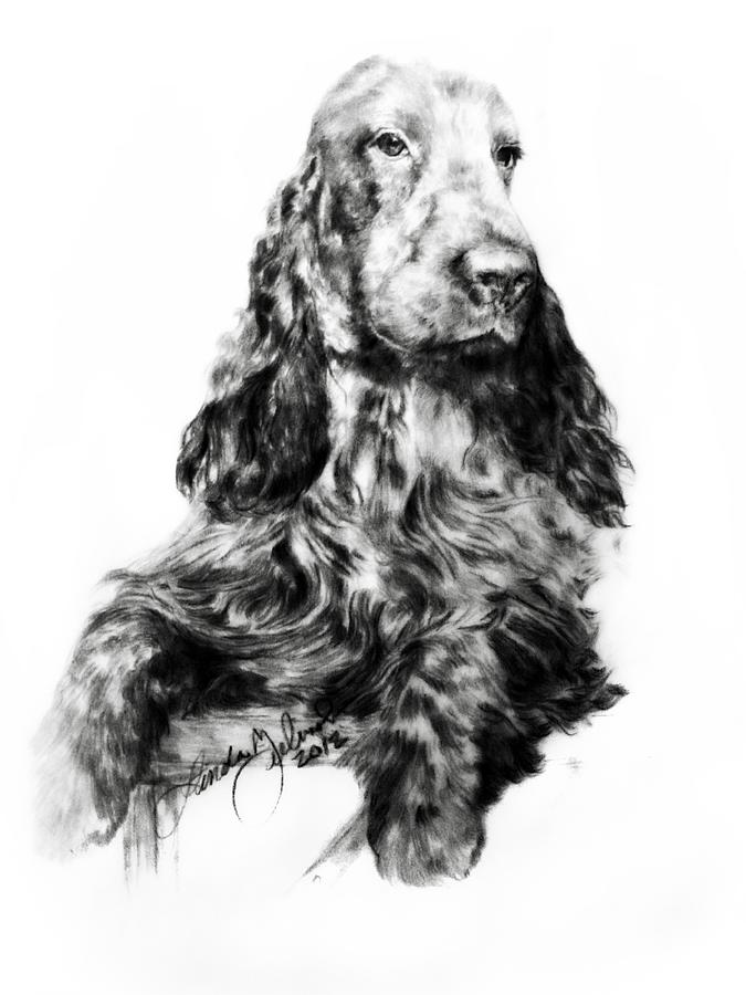 English Cocker Major Drawing