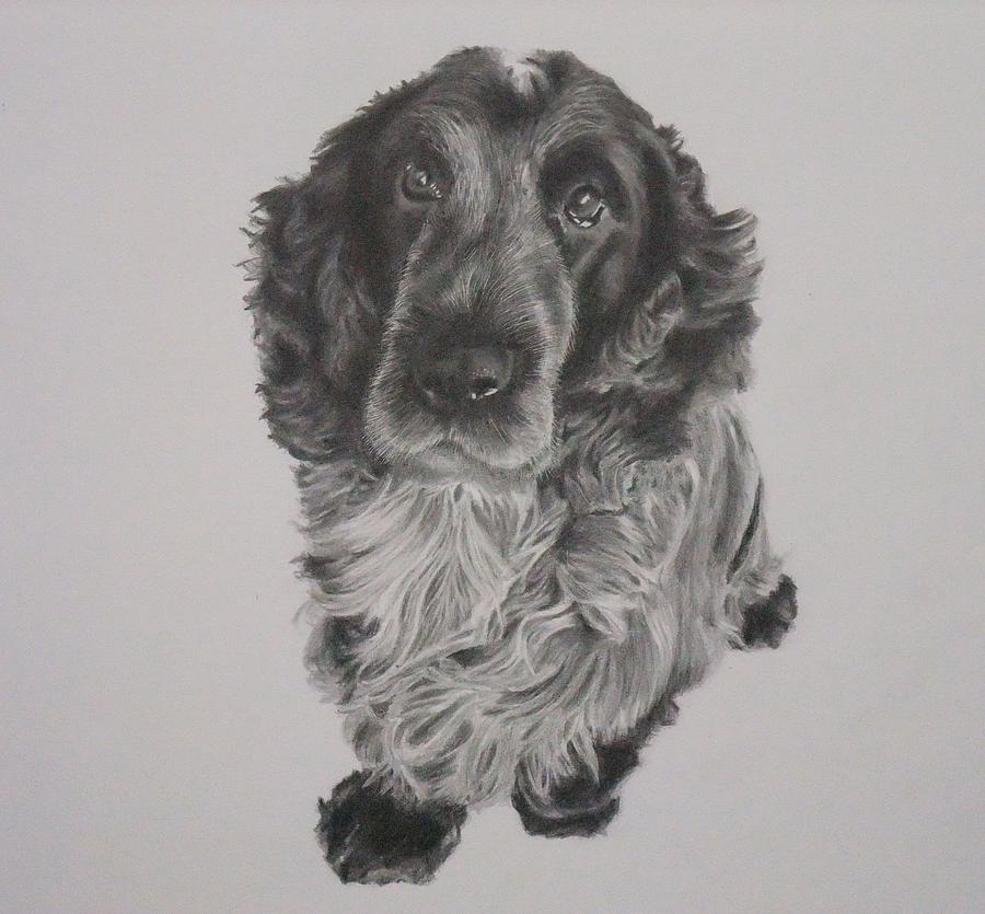 English Cocker Spaniel Drawing