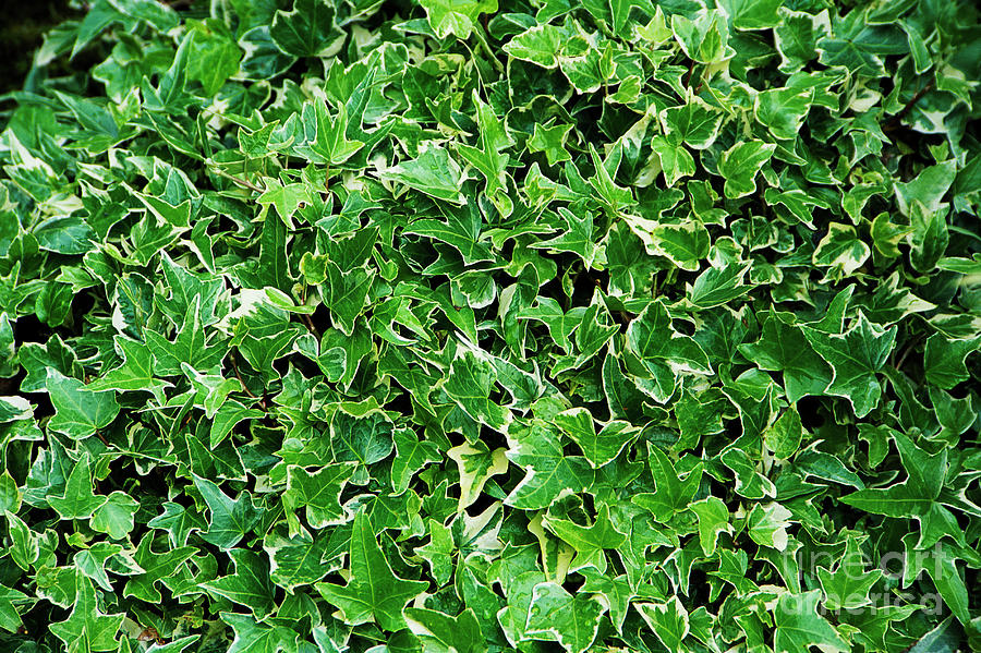 English Ivy (Hedera helix)