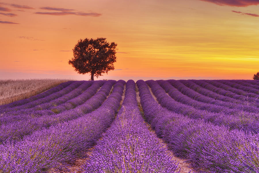 English Lavender Field With Tree At Sunset Valensole Valensole Plateau Alpes De Haute