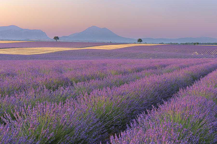 English Lavender Fields, Valensole, Valensole Plateau, Alpes-de-haute ...