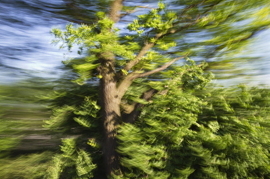 English Oak Quercus Robur Blowing Photograph by Konrad Wothe