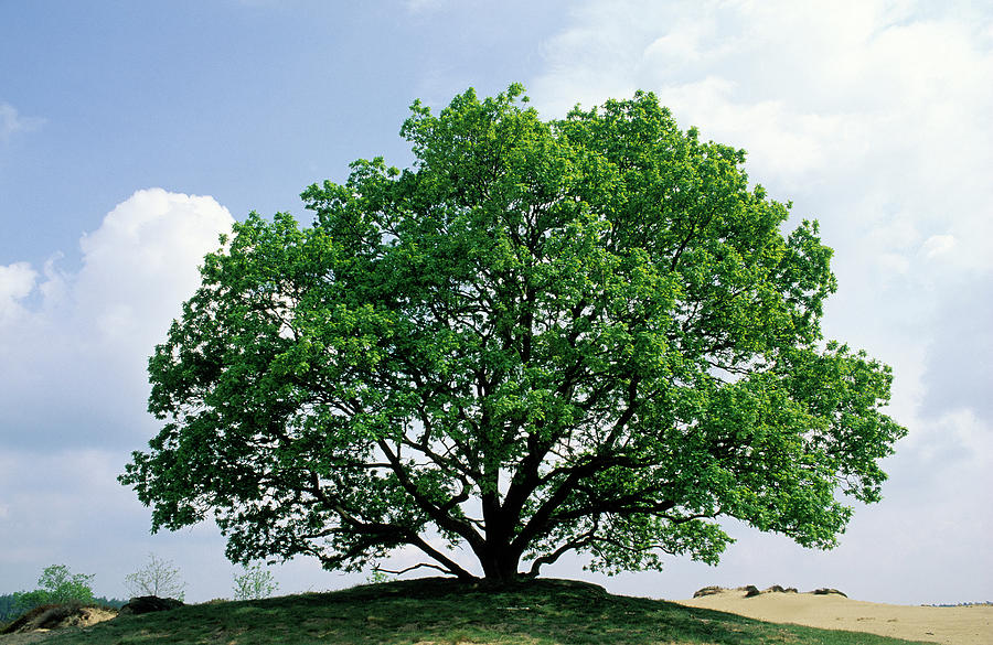 English Oak Quercus Robur In Spring Photograph by Flip De Nooyer