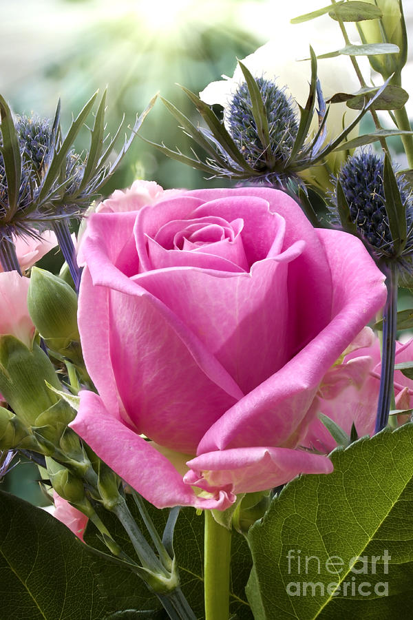 English pink rose close up Photograph by Simon Bratt