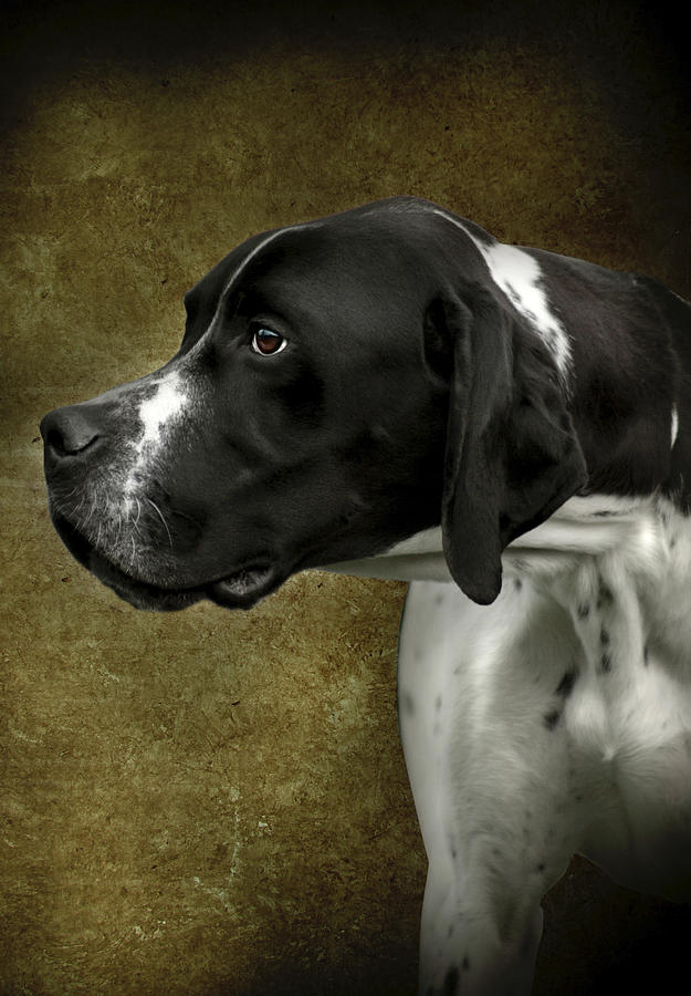 Dog Photograph - English Pointer Dog Portrait by Ethiriel Photography