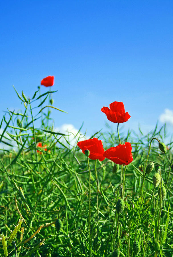 English Poppies Photograph by Christine Meynell