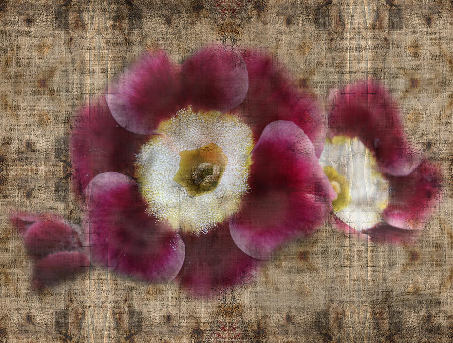 Flower Photograph - English Primrose  by Barbara  White