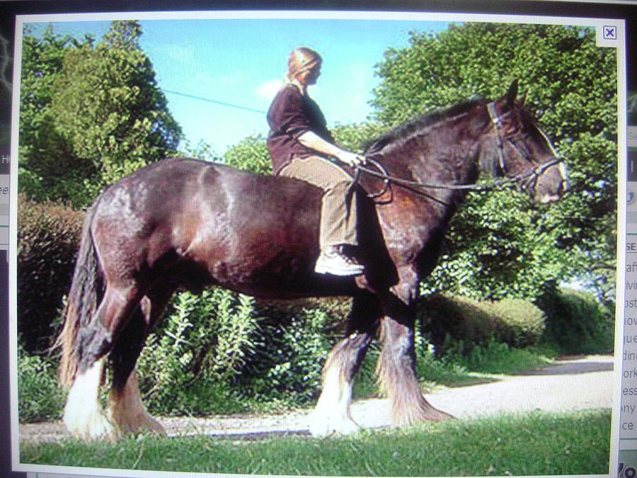 English Shire Horse Photograph