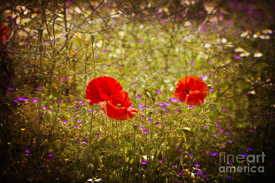 English Summer Meadow. Photograph by Clare Bambers - Bambers Images