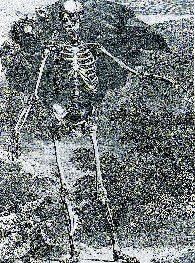 Engraving From Anatomic Treatise Photograph by Science Source