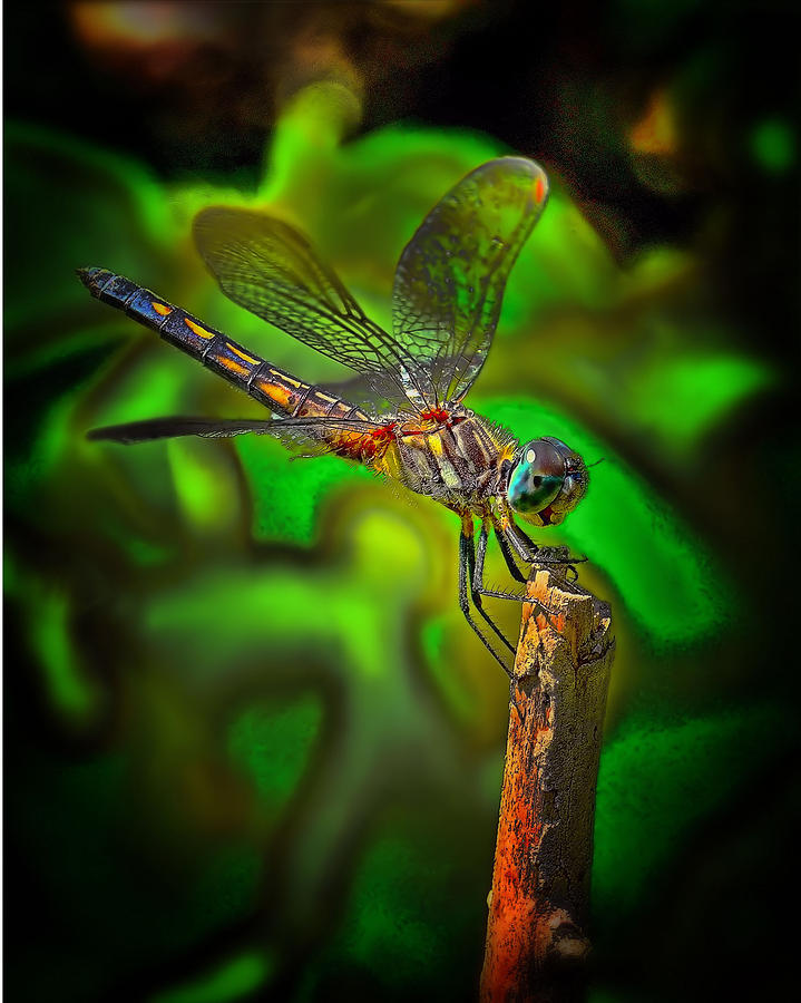 Enhanced Dragonfly Photograph by Dave Sandt