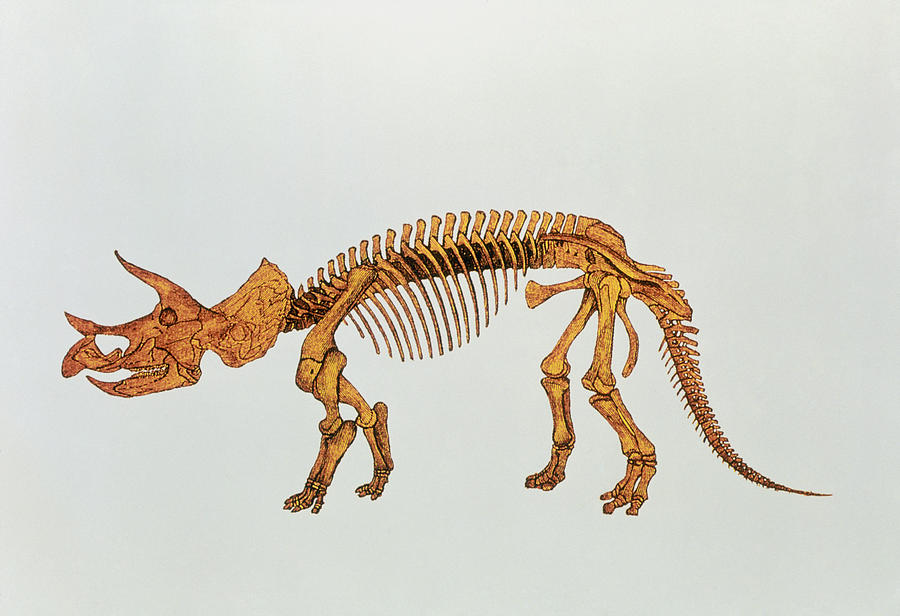 Dinosaur Photograph - Enhanced Image Of A Triceratops Dinosaur Skeleton by Mehau Kulyk