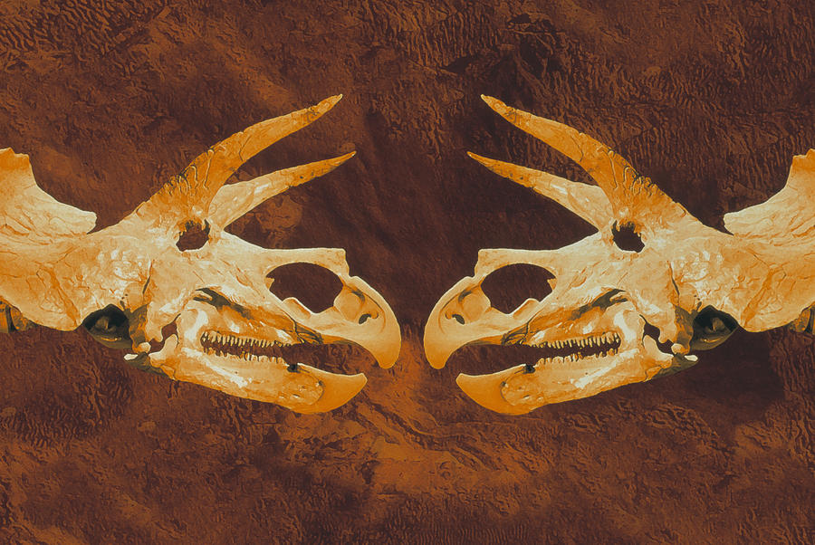 Dinosaur Photograph - Enhanced Image Of Triceratops Dinosaur Skulls by Mehau Kulyk
