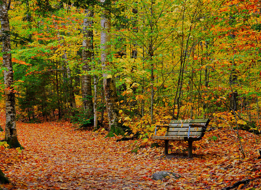 Enjoying Fall Photograph by Nancie DeMellia - Fine Art America