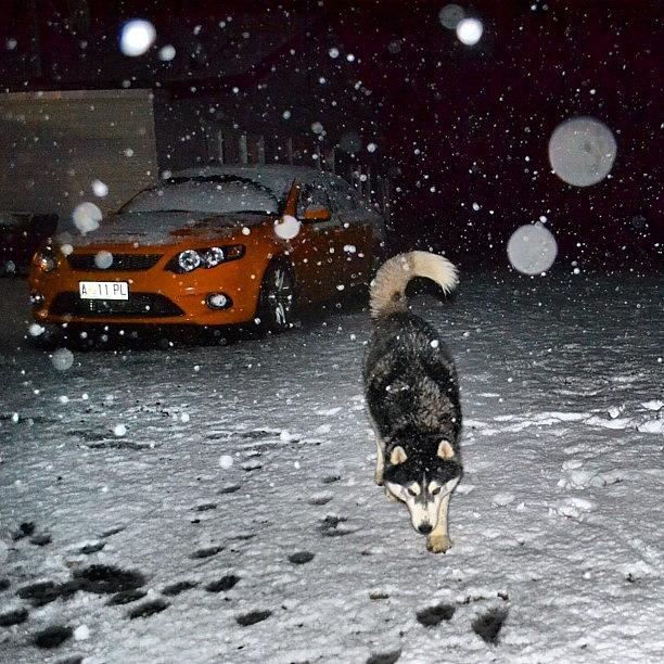 Enjoying His First Snow Experience, In Photograph by Robert Puttman