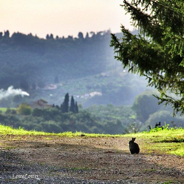 Rabbit Photograph - Enjoying The View by Lorenzo Corti