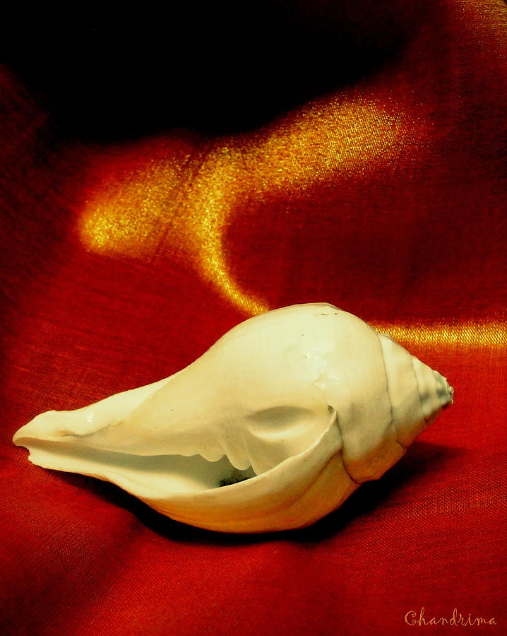Conch Shell Photograph - Ensconced by Chandrima Dhar