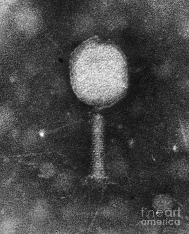 Enterobacteria Phage T2 Photograph by Omikron