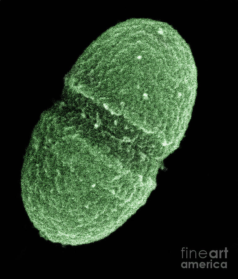 Bacterium Photograph - Enterococcus Faecalis Bacterium by Science Source