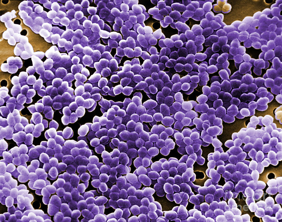 Enterococcus Sp. Bacteria, Sem Photograph by Science Source