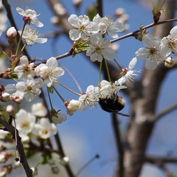 Eos Photograph - #eos #photo #cherryblossom #bumblebee by Robert Hellstrom