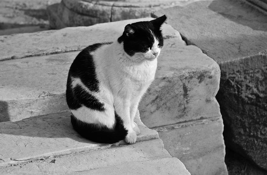 Ephesian Cat Photograph by Eric Tressler