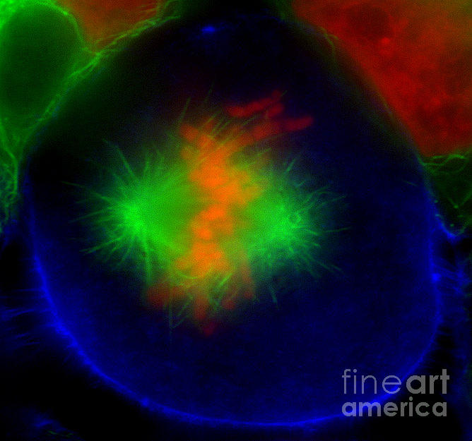Animal Photograph - Epithelial Cell by Jennifer Waters