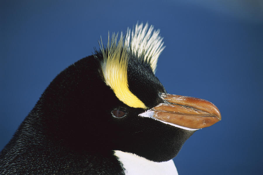 Erect-crested Penguin Eudyptes Sciateri Photograph by Tui De Roy