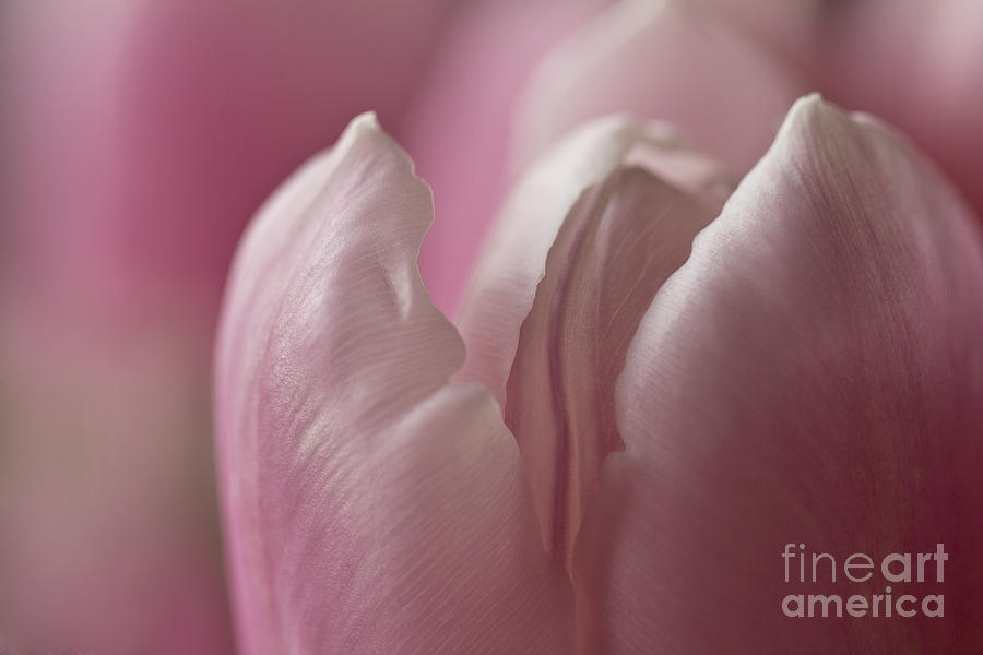 Erotic Bud Photograph by Clare Bambers