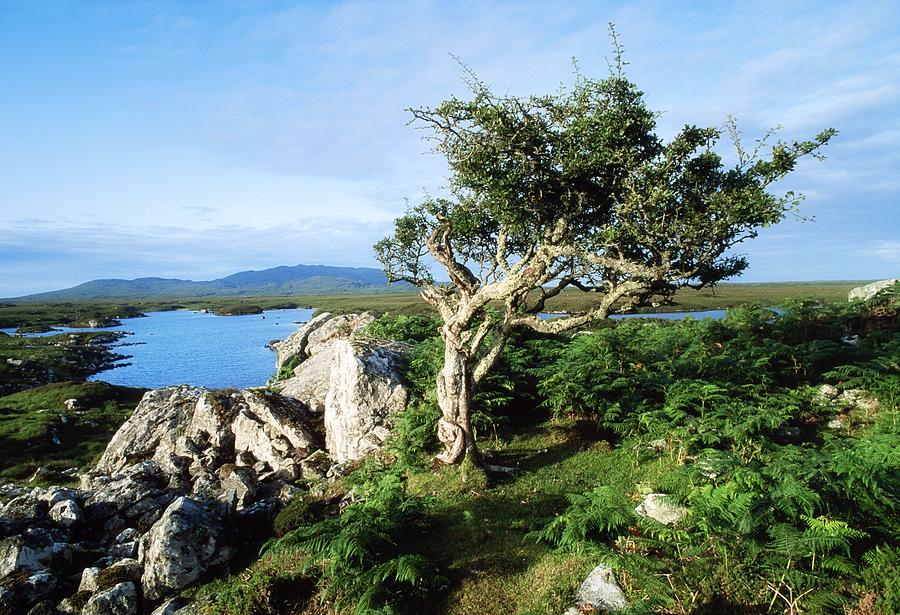 Errisbeg Mountain, Co Galway, Ireland Photograph by The Irish Image ...