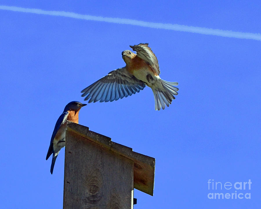Eastern Bluebird Mates Photograph by Sue Stefanowicz