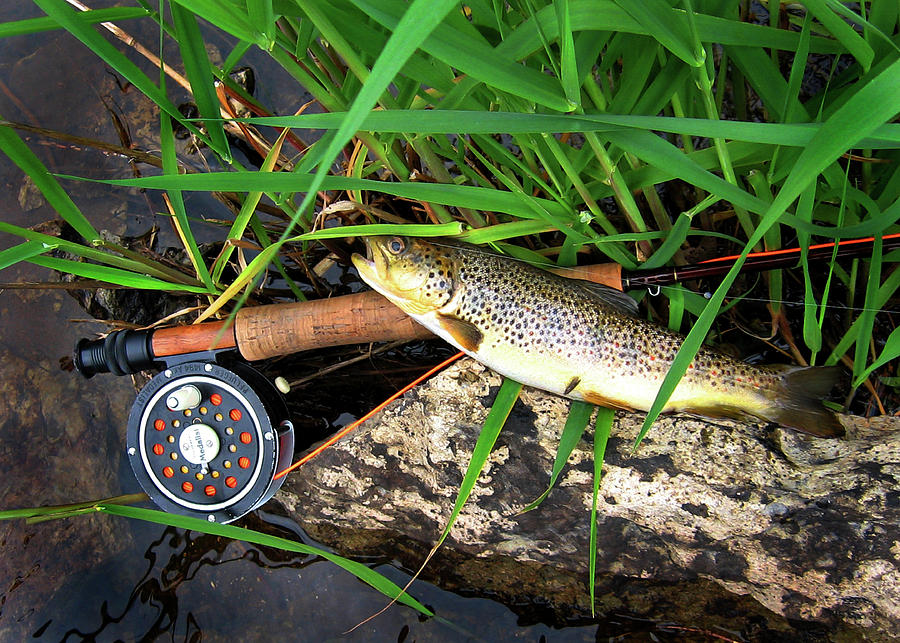 Fish Photograph - Escanaba Brown by Ed Golden