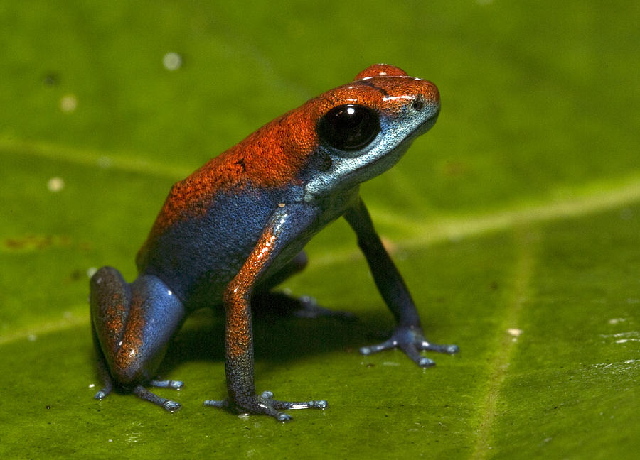 Escudo Dart Frog Photograph by JP Lawrence | Fine Art America