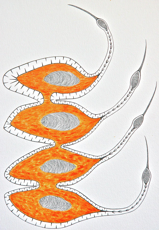 Birds Drawing - Eskimo Curlews by Antonio Casu Birds Drawing - Eskimo Curlews by Antonio Casu