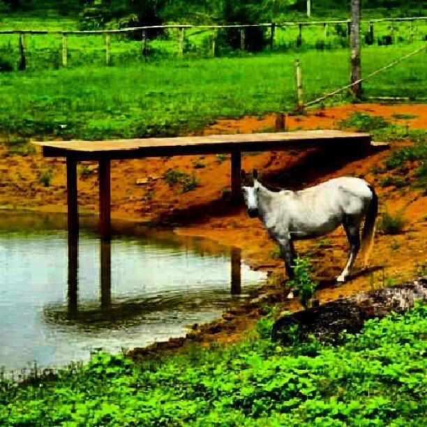Horse Photograph - Espiadela #bonito #matogrossodosul by Gogliardo Maragno