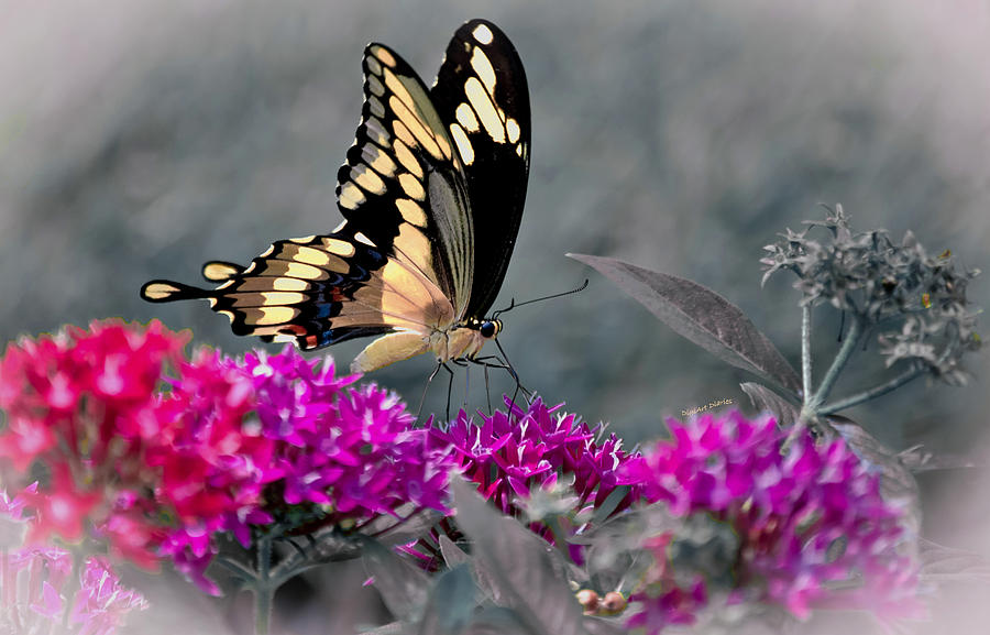 Essence of Nectar Photograph by DigiArt Diaries by Vicky B Fuller