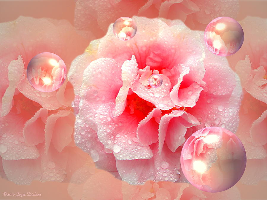 Pink Camelia Photograph by Joyce Dickens