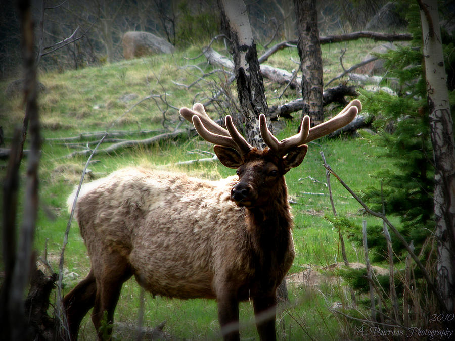 Estes Elk Photograph by Aaron Burrows