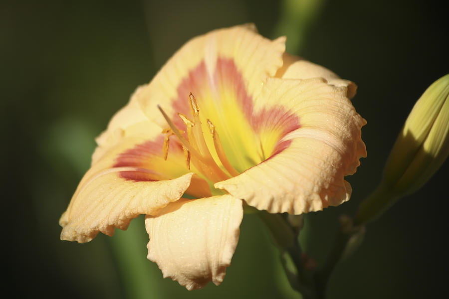 Summer Photograph - Ethel Brown Daylily 4 by Teresa Mucha