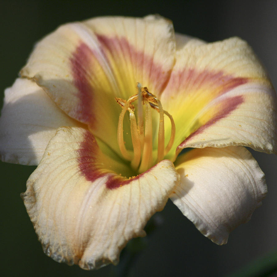 Ethel Brown Daylily Squared 1 Photograph