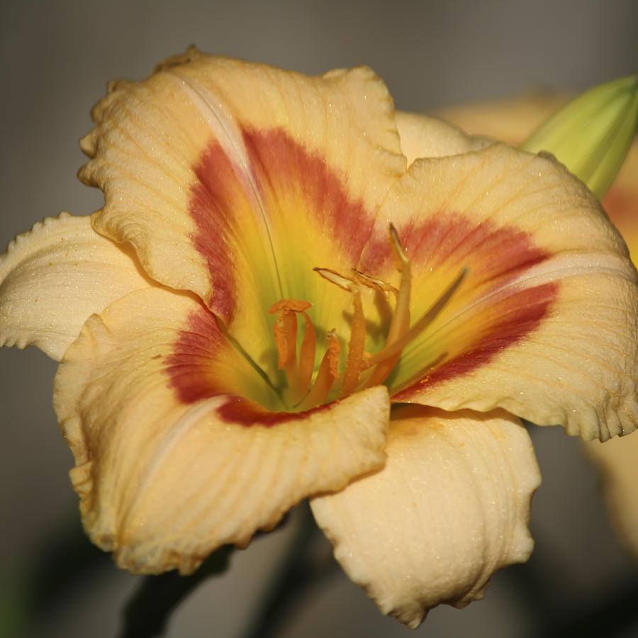 Summer Photograph - Ethel Brown Daylily Squared 2 by Teresa Mucha