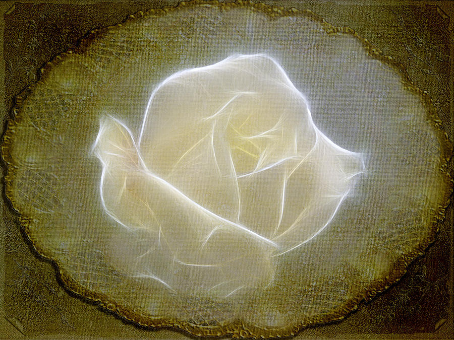 Ethereal Rose Photograph by Blair Wainman