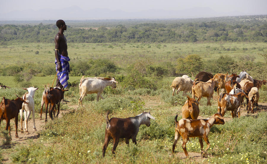 Ethiopia-South Tribal Goat Herder Painting by Robert SORENSEN