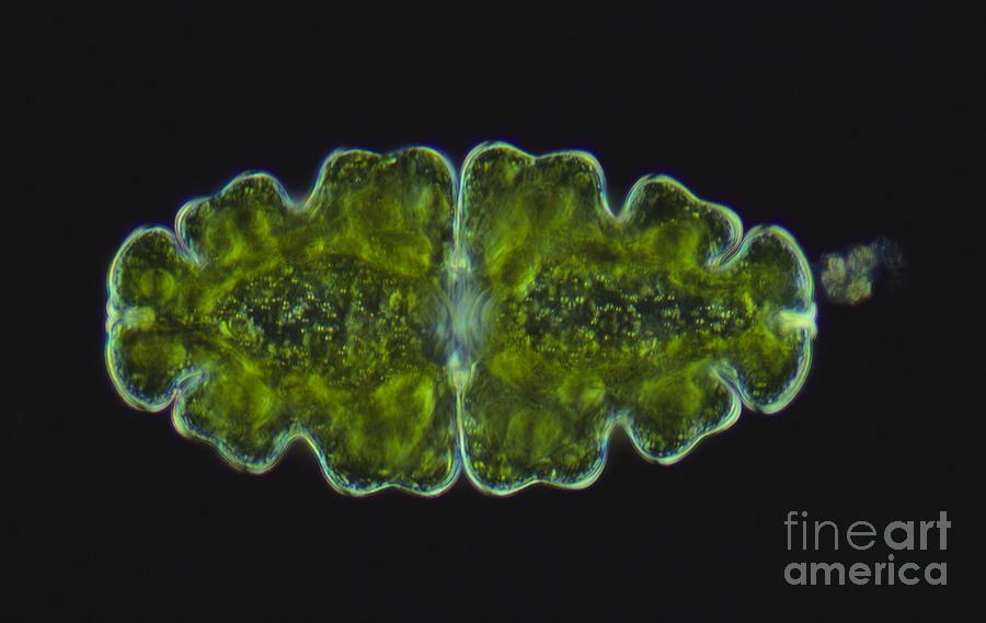 Euastrum Oblongum Algae Lm Photograph by M. I. Walker