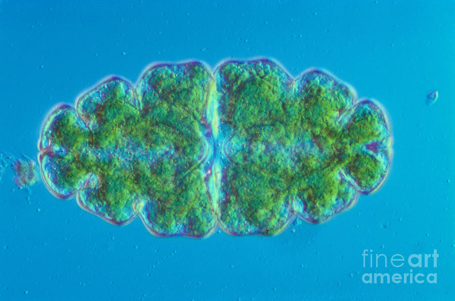 Science Photograph - Euastrum Sp. Algae Lm by M. I. Walker