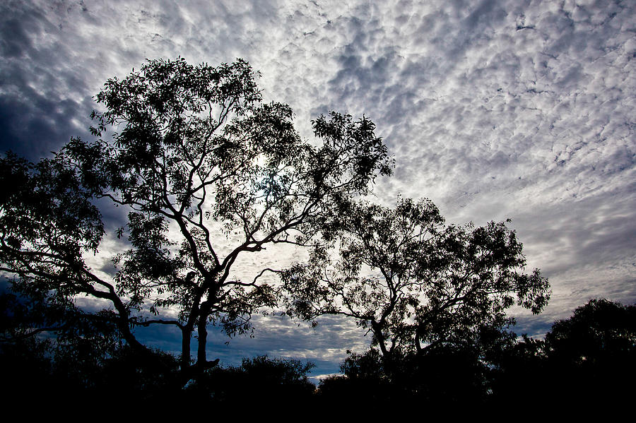 Eucalypt in the Afternoon. Photograph by Carole Hinding